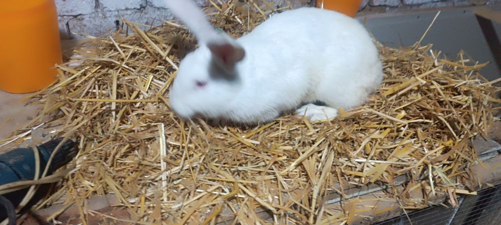 Продам кроликов 80000 сум за 1 кг