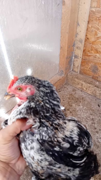 Cocoși 5/6 luni de casă