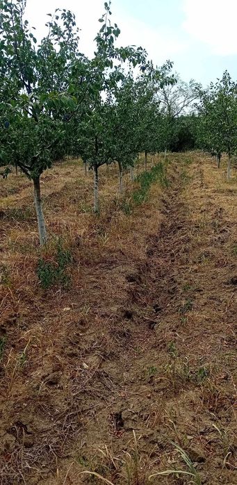 Teren intravilan Sasenii Noi