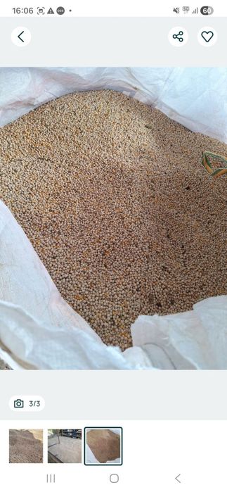 Mazare  furajera 2025  pret 2.5  lei kg