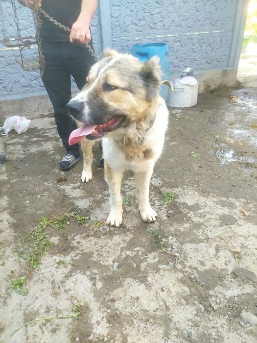 Добрая собака хороший