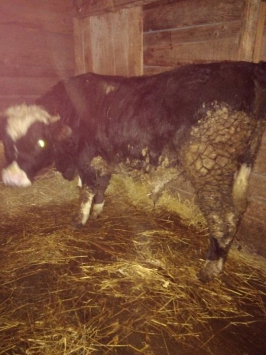 Trei taurasi si o vitica de vanzare