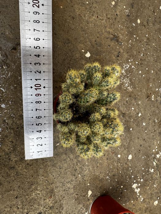 Кактус Mammillaria elongata