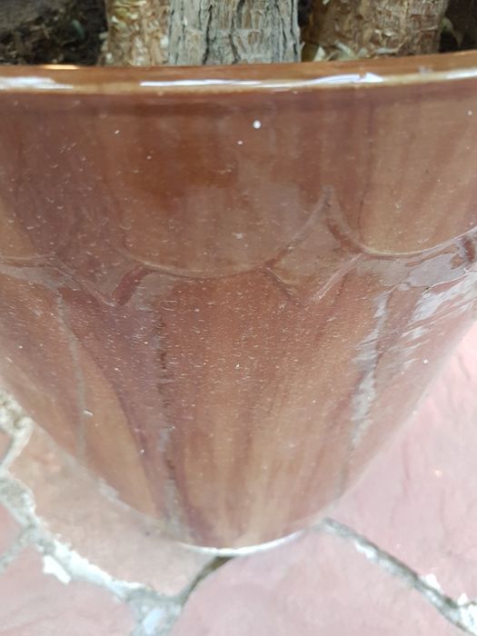 Юка в голяма  кашпа