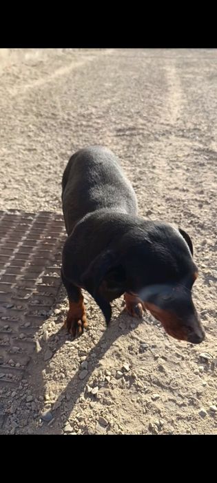 Продам собак порода такса