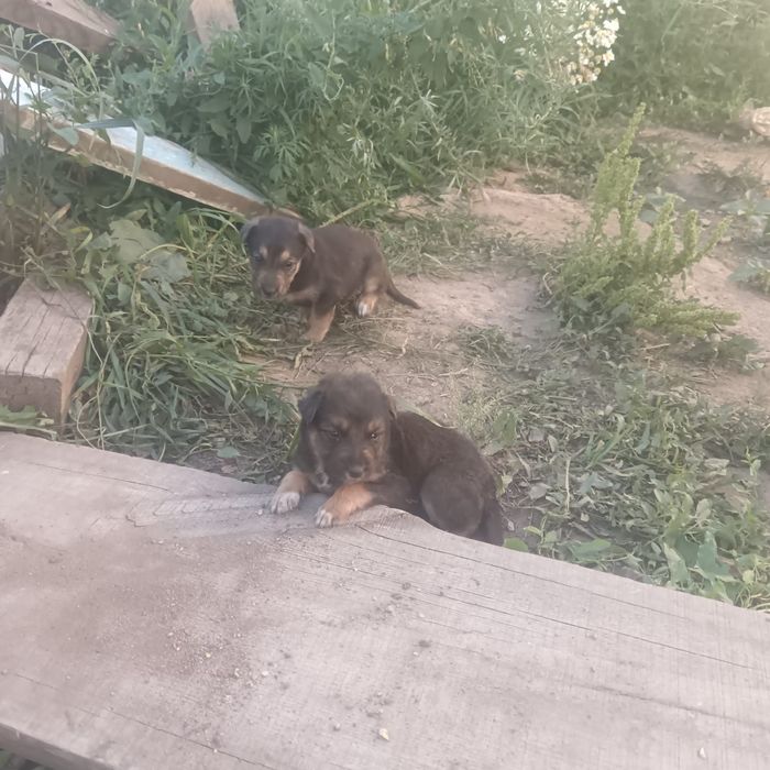 Отдам бесплатно щенят