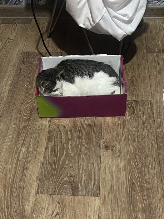 СРОЧНО-Котенок мальчик