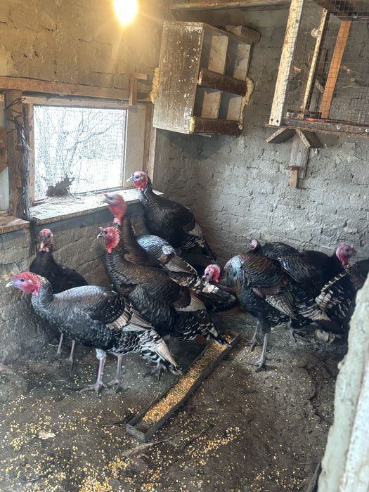 продавам Пуйки Големи