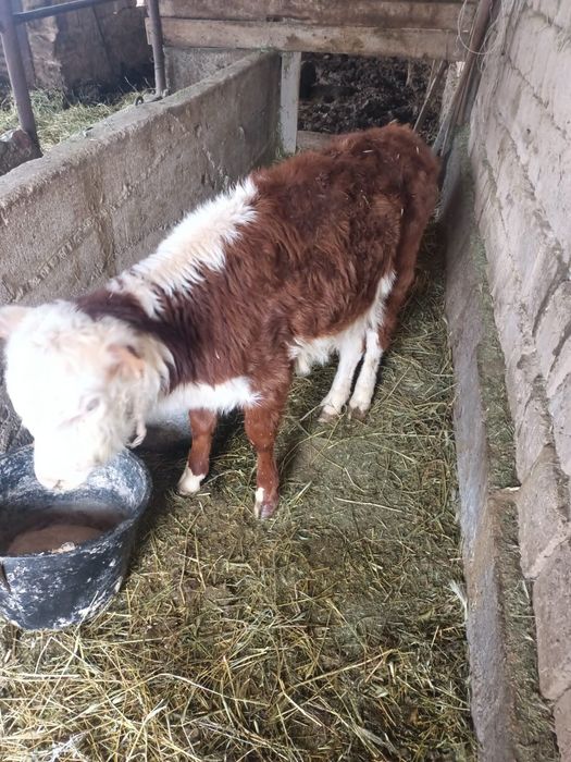 Тёлка ак баш токал 3айлык!