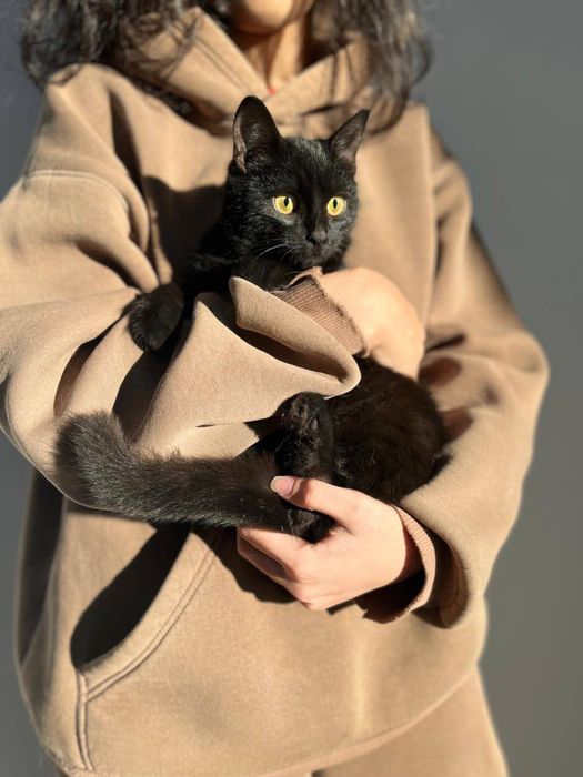 Отдам котика в добрые руки
