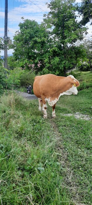 Vând  vacă cu lapte si montană ,are 4 ani pentru mai multe detalii sa ma sunați la numarul de telefon,0763819000