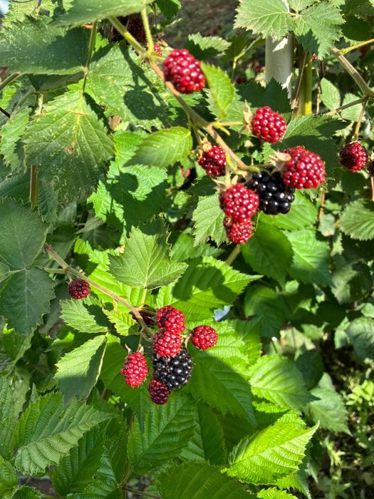 Продам саженцы ежевики сорт Лохтей безшипный