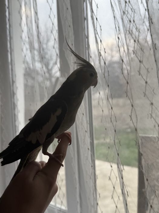 продаеться корелла ручной