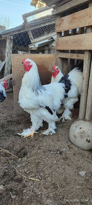 Svetliy Brama va oddiy xashki xorozlar sotiladi