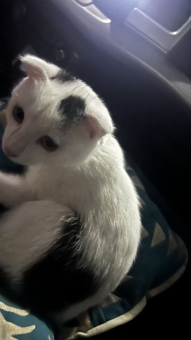 Отдам котенка в добрые руки