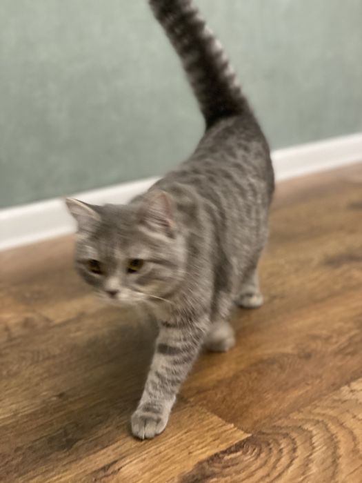 шотландская смешанная