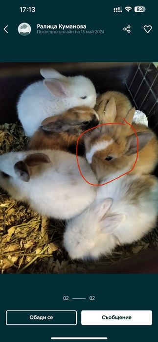 Декоративни зайчета