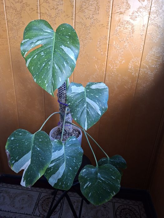 Продам монстеру Тайское созвездие