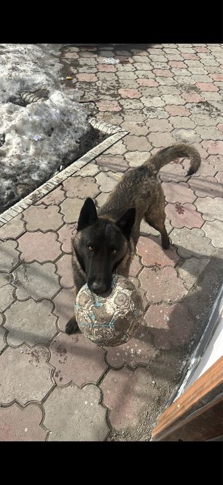 Пропала собака , порода Малинуа , кобель 2.4 года , зовут Гай !