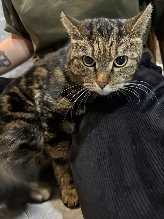 Отдам в добрые руки кошку