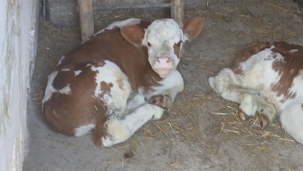 Vitei 1-3 saptamani jumate si intarcati