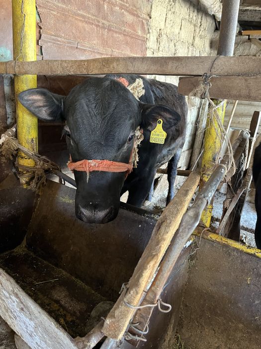 Семиз буха,байланган ангус