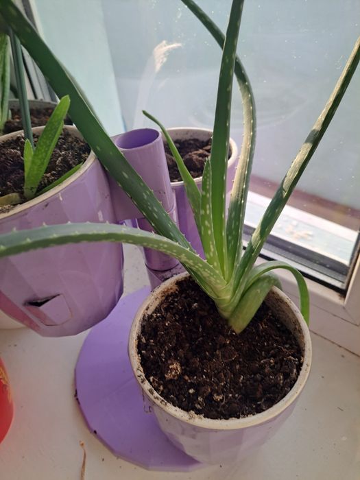 Продам  , алой,  лечебный