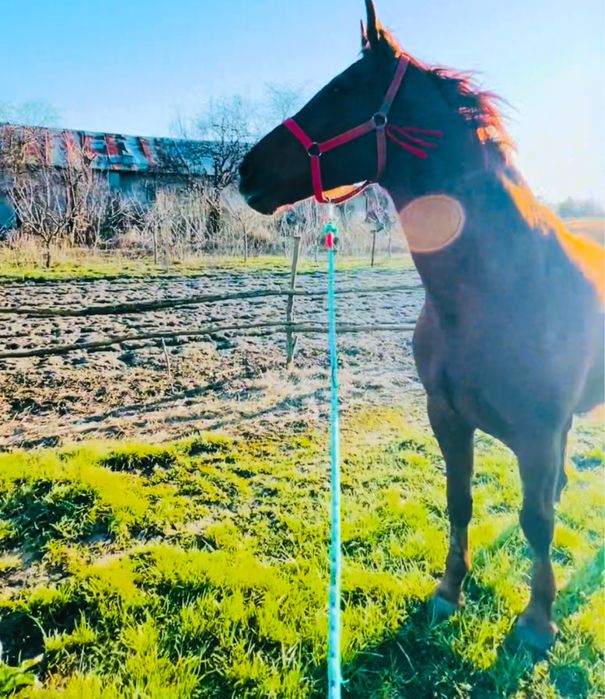 Iapa Gidran rasa pura