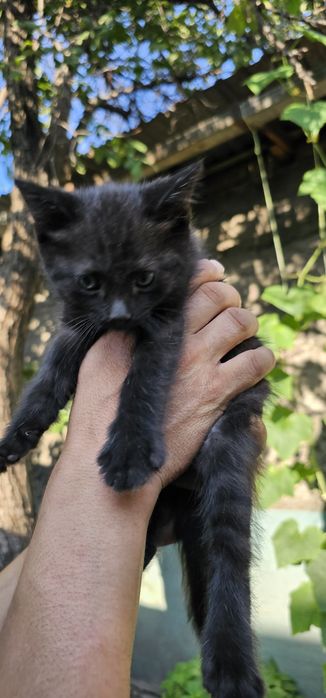 Отдам котят. Бесплатно