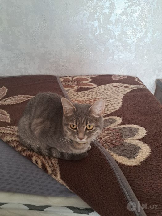 Жуда акилли мушукча
