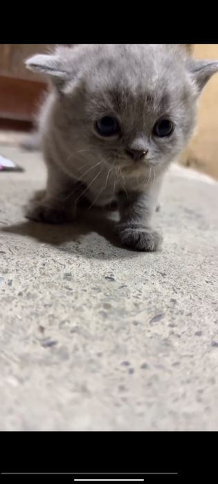 Scottish Fold sotiladi