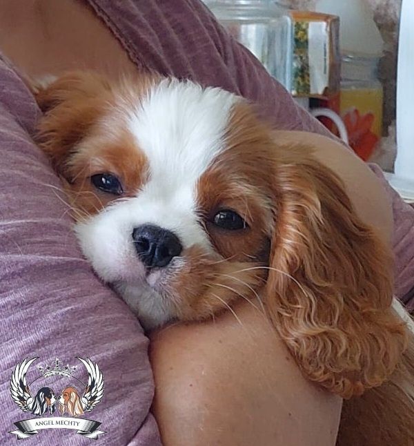 Кавалер Кинг Чарльз Спаниель