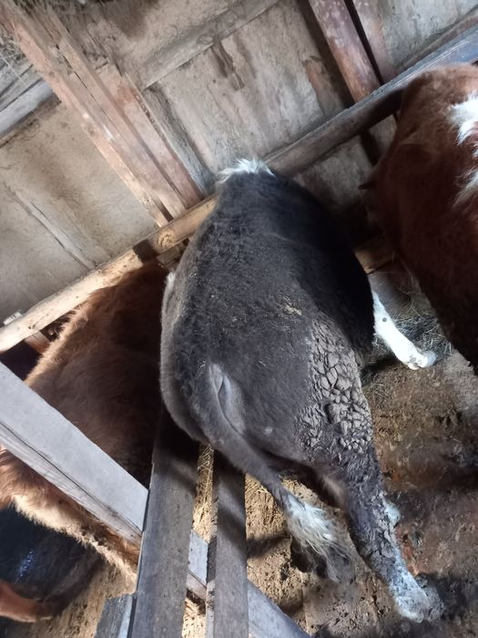 Продам бычков  годовалые