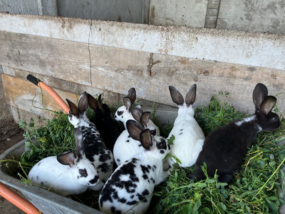 iepuri rex dalmatian
