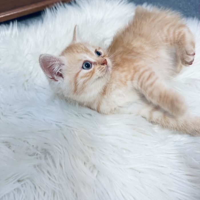 British longhair