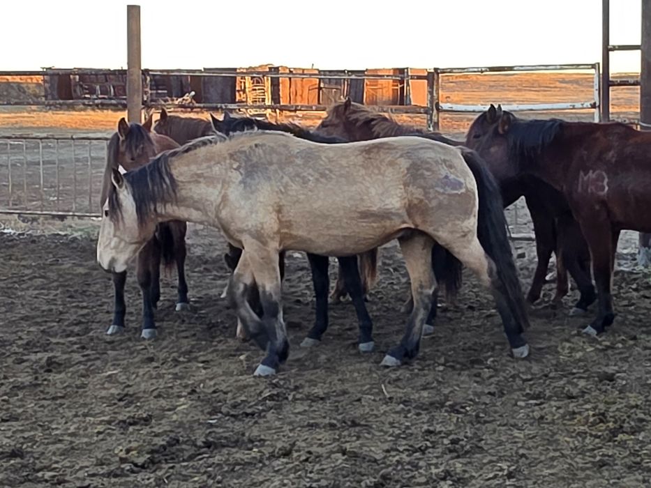 Мұғалжар тұқымы айғыр сатылады