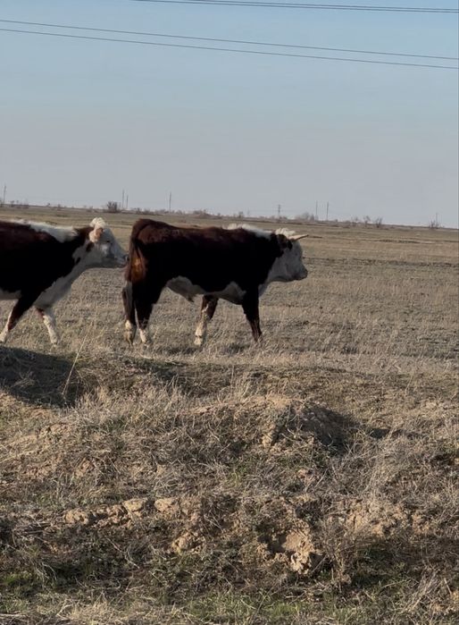 Продам бычка белоголового