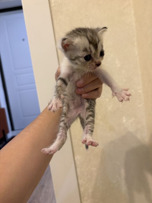 Срочно ищем дом для котят