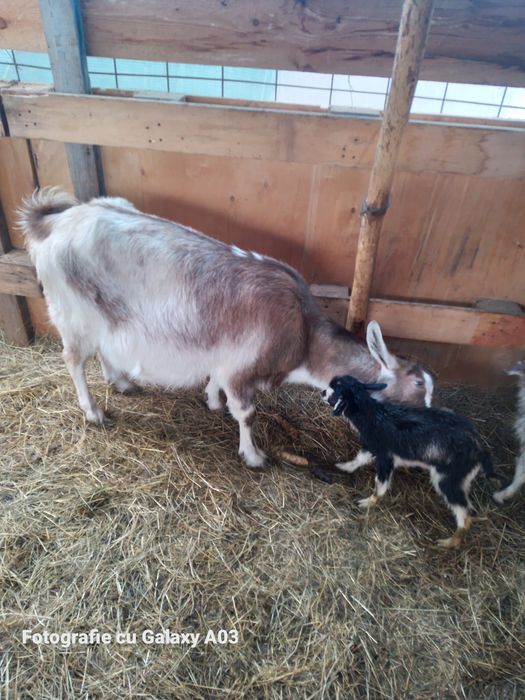 Capre tuggenburg și turingian