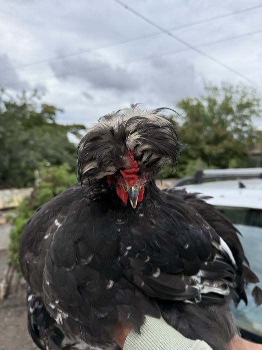 Разплодени яйца от Породи