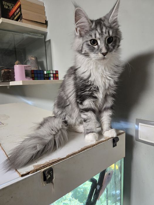 Мейн кун, Maine Coon, котета