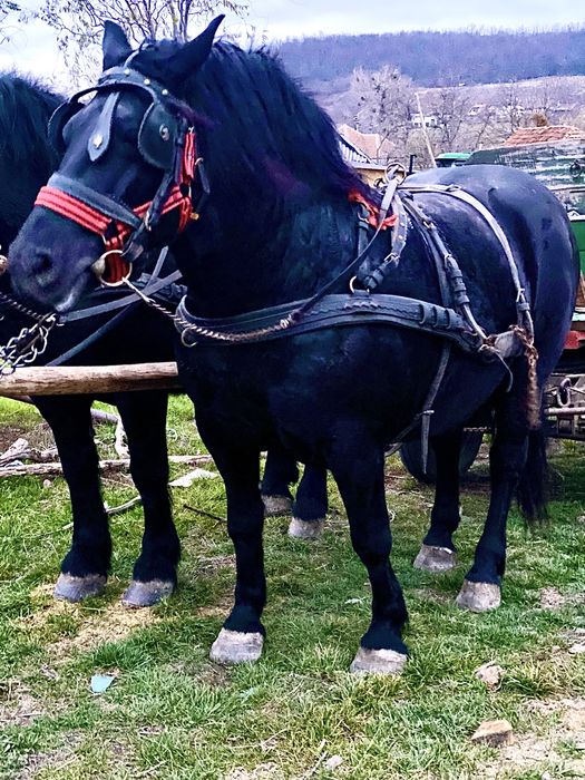 Iapa,manza neagra gestanta patru ani