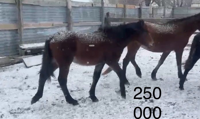 жабагылар сатылады