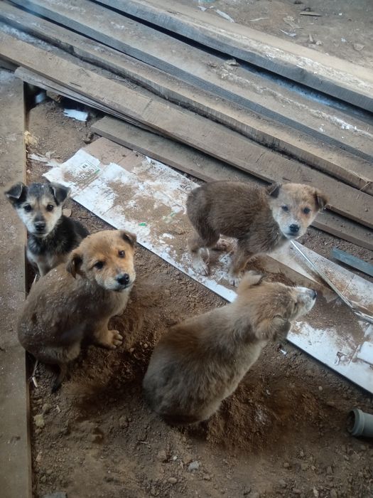 Ищем дом щенкам щенкам