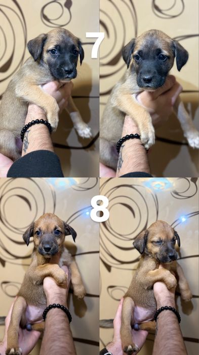 Питбуль чистокровный