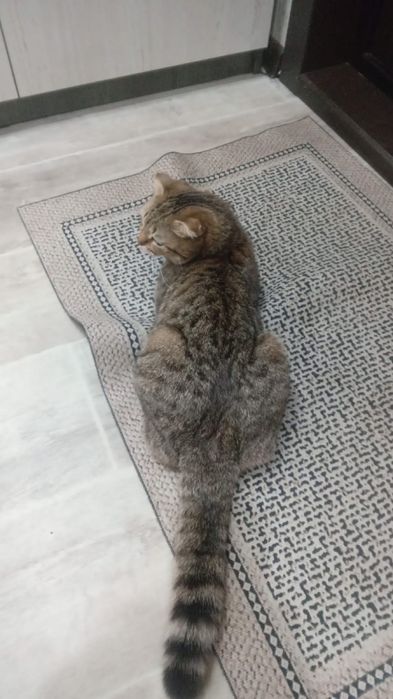 Кошечка в добрые руки