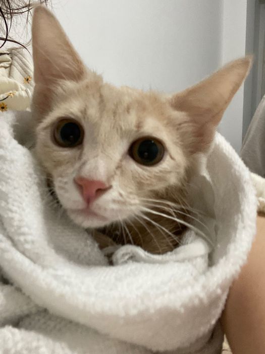 Отдам милого котенка