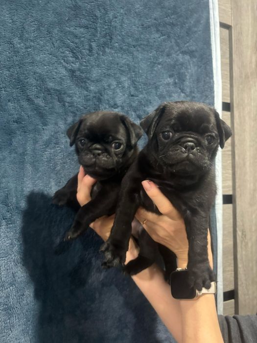 Очаровательные щенки мопса.