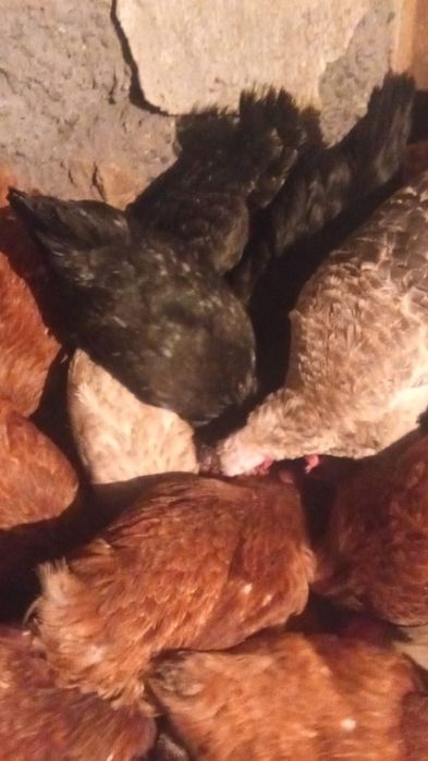 Куицы несушки