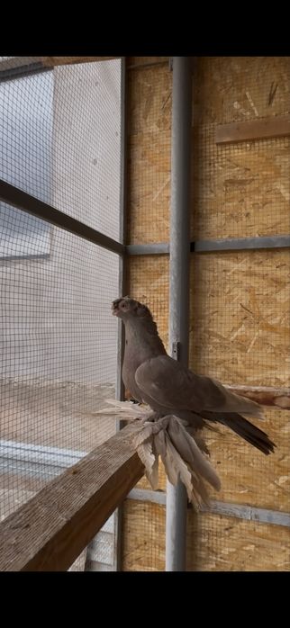 Голуби на продажу